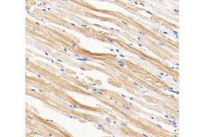 Immunohistochemistry analysis of paraffin-embedded mouse tongue using,TMP1 (ABIN7076030) at dilution of 1: 1600 (Tropomyosin Antikörper)
