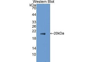 Western Blotting (WB) image for anti-Tumor Necrosis Factor (Ligand) Superfamily, Member 8 (TNFSF8) (AA 68-231) antibody (ABIN1172346) (TNFSF8 Antikörper  (AA 68-231))