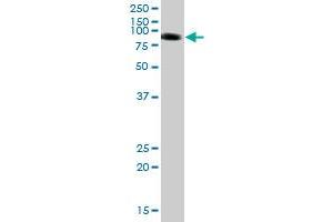 PTPNS1 MaxPab polyclonal antibody. (SIRPA Antikörper  (AA 1-508))
