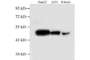 Western Blot analysis of HepG2, A431 cells and Rat brain using TUFM Polyclonal Antibody at dilution of 1:500 (TUFM Antikörper)