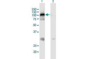 Western Blot analysis of MAST2 expression in transfected 293T cell line by MAST2 MaxPab polyclonal antibody. (MAST2 Antikörper  (AA 1-792))