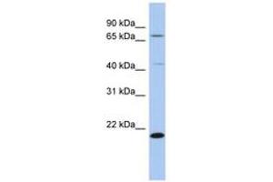 Image no. 1 for anti-Adenosylmethionine Decarboxylase 1 (AMD1) (AA 149-198) antibody (ABIN6743774) (AMD1 Antikörper  (AA 149-198))