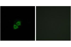 Immunofluorescence analysis of A549 cells, using AIBP antibody. (C1orf135 Antikörper)