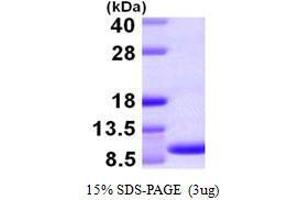 Figure annotation denotes ug of protein loaded and % gel used. (Chemokine (C-C Motif) Ligand 15 (CCL15) (AA 22-113) Peptid)
