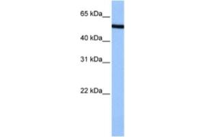 Western Blotting (WB) image for anti-Nucleoporin 50kDa (NUP50) antibody (ABIN2463505) (NUP50 Antikörper)
