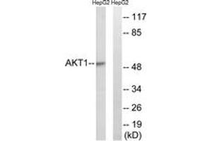 Western blot analysis of extracts from HepG2 cells, treated with Serum 30% 30', using Akt (Ab-129) Antibody. (AKT1 Antikörper  (AA 95-144))