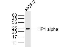MCF-7 lysates probed with HP1 alpha Polyclonal Antibody, Unconjugated  at 1:300 dilution and 4˚C overnight incubation. (CBX5 Antikörper)