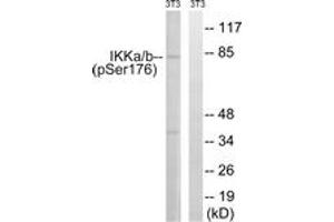 Western blot analysis of extracts from NIH-3T3 cells treated with TNF 20ng/ml 30', using IKK-alpha (Phospho-Ser176) /IKK-beta (Phospho-Ser177) Antibody. (IKK alpha Antikörper  (pSer176))