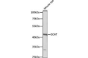 Western blot analysis of extracts of mouse eye, using GCAT antibody (ABIN7267461) at 1:1000 dilution. (GCAT Antikörper  (AA 170-419))
