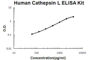 Human Cathepsin L Accusignal ELISA Kit Human Cathepsin L AccuSignal ELISA Kit standard curve. (Cathepsin L ELISA Kit)