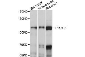 Western blot analysis of extracts of various cell lines, using PIK3C3 antibody (ABIN6292226) at 1:1000 dilution.
