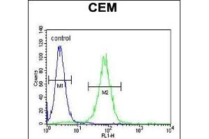 PSL Antibody (C-term) (ABIN655913 and ABIN2845312) flow cytometric analysis of CEM cells (right histogram) compared to a negative control cell (left histogram).