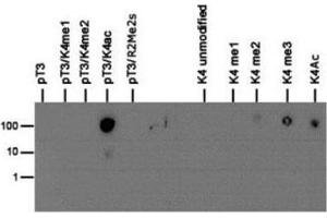 Dot Blot of Rabbit Histone H3 [p Thr3, ac Lys4] Antibody. (Histone 3 Antikörper  (H3K4ac, pThr3))