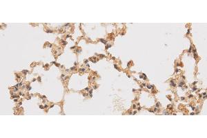 Immunohistochemistry of paraffin-embedded Rat lung using SF3A3 Polyclonal Antibody at dilution of 1:50 (SF3A3 Antikörper)