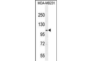 Western blot analysis in MDA-MB231 cell line lysates (35ug/lane). (SEMA3G Antikörper  (AA 216-244))