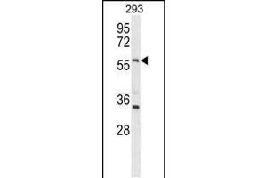 Western blot analysis of LMBR1L Antibody (C-term) (ABIN653751 and ABIN2843051) in 293 cell line lysates (35 μg/lane). (LMBR1L Antikörper  (C-Term))