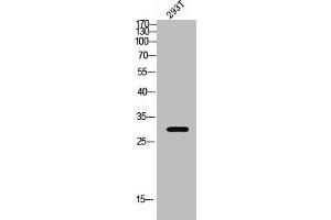 Western blot analysis of 293T lysis using Rab 34 antibody.