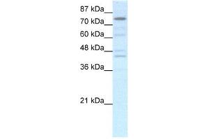 Human HepG2 (EOMES Antikörper  (N-Term))