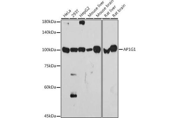 gamma 1 Adaptin Antikörper