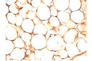Rat visceral fat tissue was stained by Rabbit Anti-sFRP-2 (25-50) (Human) Antiserum (SFRP2 Antikörper  (AA 25-50))