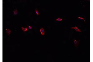 ABIN6276814 staining HepG2? (CD38 Antikörper  (Internal Region))