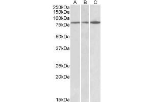 ABIN768550 (0. (PAPD5 Antikörper  (AA 78-90))