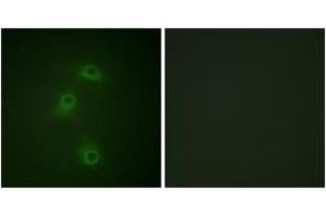 Immunofluorescence analysis of COS7 cells, using DAPK2 (Phospho-Ser318) Antibody. (DAPK2 Antikörper  (pSer318))