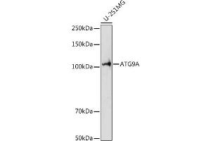 Western blot analysis of extracts of U-251MG cells, using A antibody (ABIN7265712) at 1:1000 dilution. (ATG9A Antikörper  (AA 180-290))