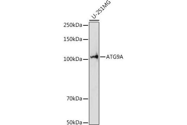 ATG9A 抗体  (AA 180-290)