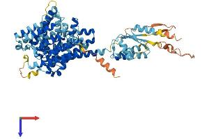 SLC26A7 Protein (AA 1-656) (His tag)