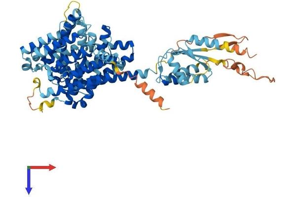 SLC26A7 Protein (AA 1-656) (His tag)