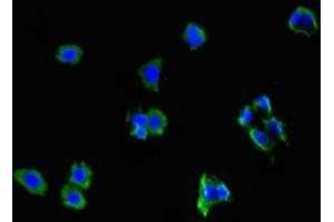 Immunofluorescent analysis of HepG2 cells using ABIN7161705 at dilution of 1:100 and Alexa Fluor 488-congugated AffiniPure Goat Anti-Rabbit IgG(H+L) (NCMAP Antikörper  (AA 54-102))