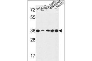 TOR1B Antibody (Center) (ABIN650967 and ABIN2840013) western blot analysis in 293,MCF-7,MDA-M,MDA-M,and mouse NIH-3T3 cell line lysates (35 μg/lane). (TOR1B Antikörper  (AA 210-237))