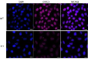 anti-CREB Regulated Transcription Coactivator 3 (CRTC3) antibody