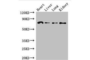 Western Blot Positive WB detected in: Mouse heart tissue, Mouse liver tissue, Mouse lung tissue, Mouse kidney tissue All lanes: FZD8 antibody at 2. (FZD8 Antikörper  (AA 55-233))