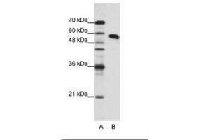 Image no. 1 for anti-Non-POU Domain Containing, Octamer-Binding (NONO) (N-Term) antibody (ABIN202609)