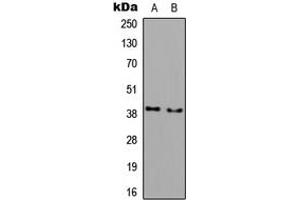 Western blot analysis of DGAT2L3 expression in COLO205 (A), NIH3T3 (B) whole cell lysates.