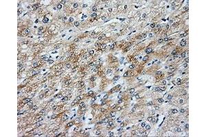 Immunohistochemical staining of paraffin-embedded liver tissue using anti-NIT2 mouse monoclonal antibody. (NIT2 Antikörper)