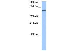 RPUSD2 antibody used at 0. (RPUSD2 Antikörper  (C-Term))