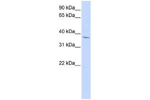 WB Suggested Anti-NKX2-3 Antibody Titration:  0. (NK2 Homeobox 3 Antikörper  (Middle Region))