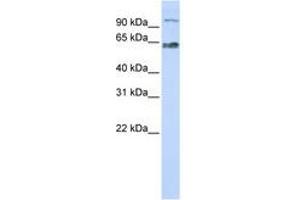 Image no. 1 for anti-MAU2 Sister Chromatid Cohesion Factor (MAU2) (C-Term) antibody (ABIN6741294) (MAU2/KIAA0892 Antikörper  (C-Term))