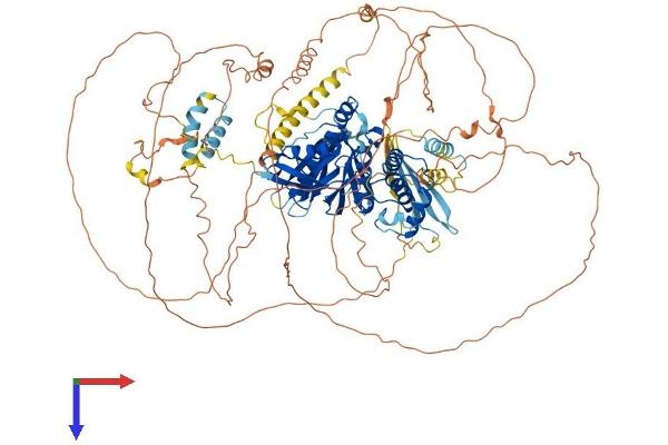 EPB41L3 Protein (AA 1-1087) (His tag)