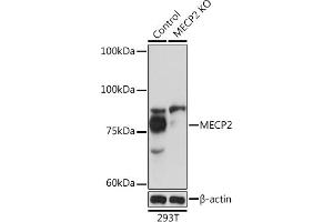 Western blot analysis of extracts from normal (control) and MECP2 Rabbit pAb knockout (KO) 293T cells, using MECP2 Rabbit pAb antibody (ABIN1680812, ABIN1680811, ABIN5663752 and ABIN6213962) at 1:1000 dilution. (MECP2 Antikörper  (AA 1-280))