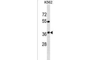 OR12D3 Antibody (C-term) (ABIN1537054 and ABIN2849868) western blot analysis in K562 cell line lysates (35 μg/lane). (OR12D3 Antikörper  (C-Term))