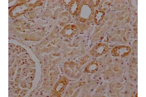 Immunohistochemistry of paraffin-embedded human kidney tissue using ABIN7168775 at dilution of 1:100 (Selenoprotein P (SELENOP) (AA 20-381) Antikörper)