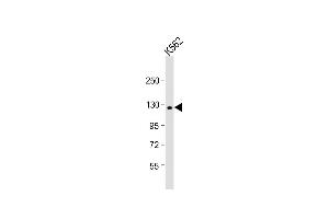 Anti-LARS Antibody (C-term) at 1:1000 dilution + K562 whole cell lysate Lysates/proteins at 20 μg per lane.