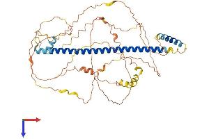 CREB3L2 Protein (AA 1-520) (His tag)