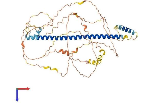 CREB3L2 Protein (AA 1-520) (His tag)