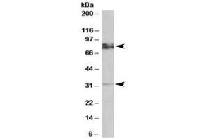 Western blot testing of rat brain lysate with GPM6A antibody at 0. (GPM6A Antikörper)