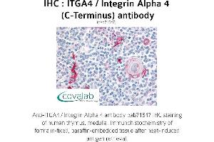 Image no. 1 for anti-Integrin alpha 4 (ITGA4) (C-Term) antibody (ABIN1736069) (ITGA4 Antikörper  (C-Term))